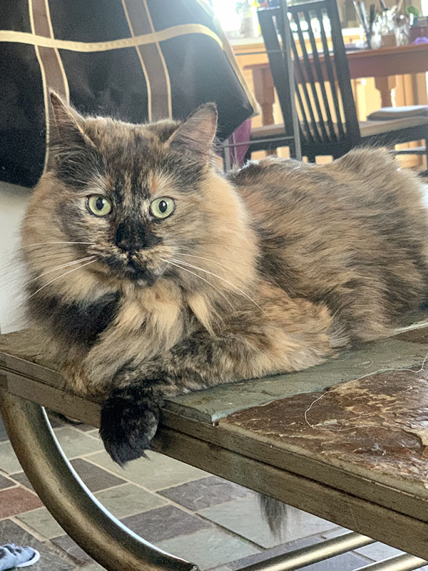 Fluffy tortoiseshell cat lounging on the coffee table