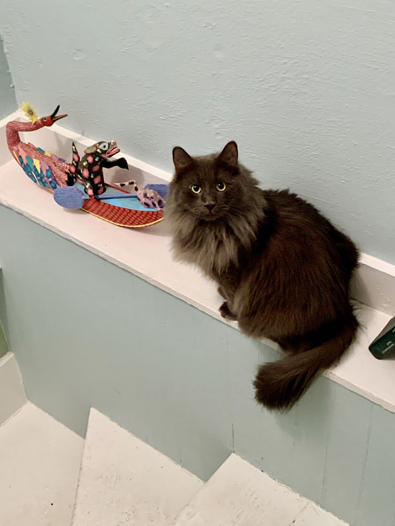 Fluffy gray cat on a shelf