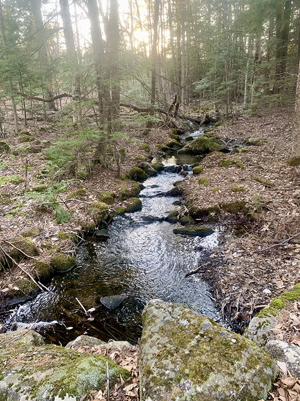 Forest stream