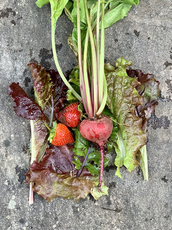 Garden harvest in red: red lettuce, beet, strawberries