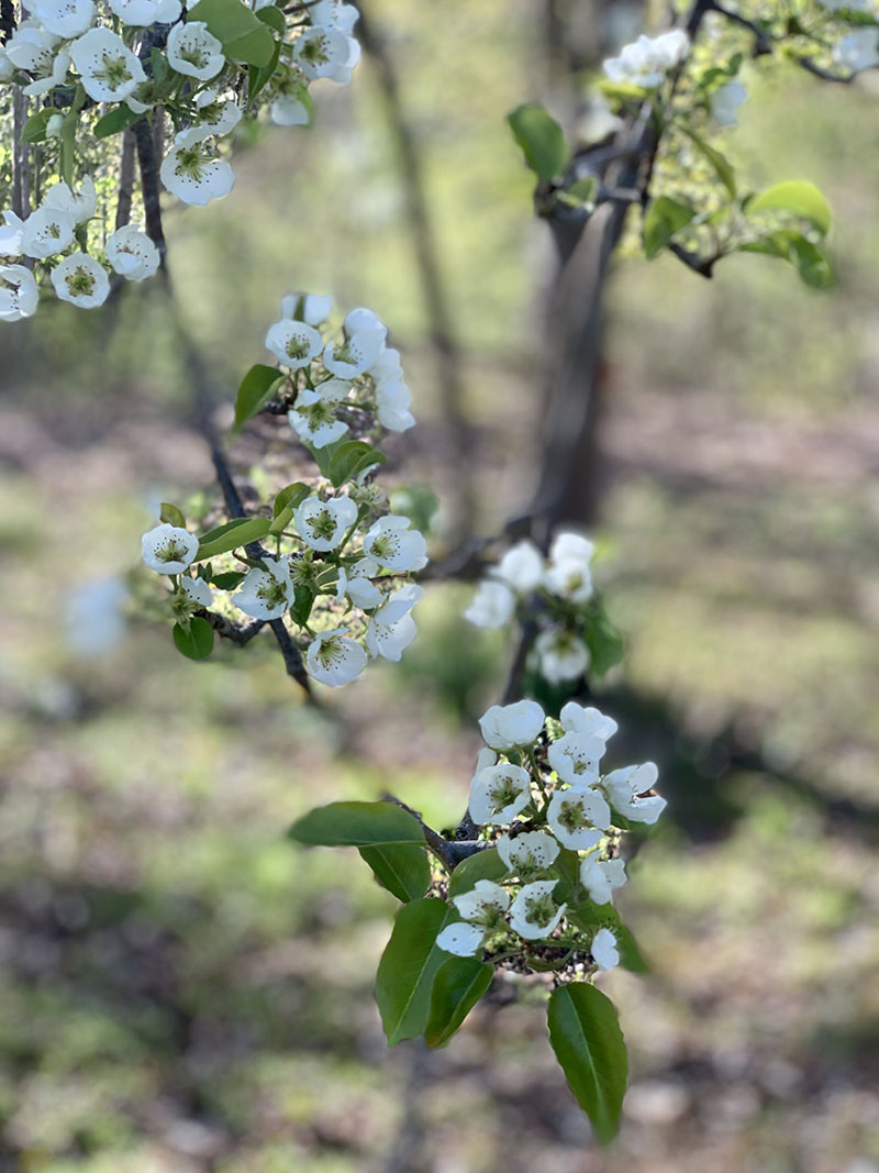 Pear blossoms